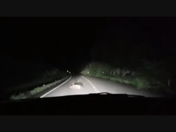 ついに山奥でイノシシを轢いてしまい、車が損傷したおったん