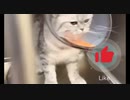 子猫は病気です