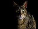 [BGM]猫　鳴き声 Cat barks