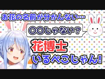 ぺこらの可愛い話と花博士野うさぎ【兎田ぺこら】