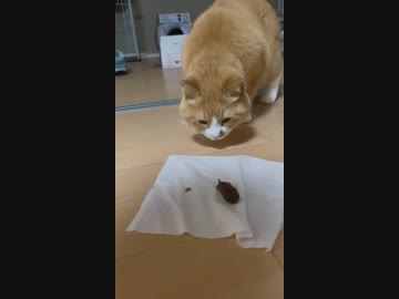 ホモと見る糞遊びする人間を見る猫