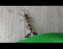 梅雨の晴れ間の生き物
