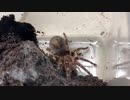[べろべろのべろ]タランチュラ飼育日記その２４２[酔った、ビールはうまい]