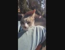 イカ耳状態の地域猫の首の皮をつかんでみたら・・・！？ #Shorts 【野良猫】