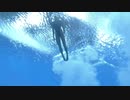 女子飛び込みシンクロ3m 2012年ロンドン五輪