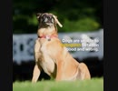 The significance of dog training