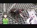 【VOICEROID】セイタコとクワガタとメダカ【劇場？】