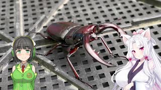 人気の 昆虫 動画 2 435本 3 ニコニコ動画