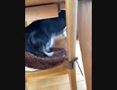 今日のララ