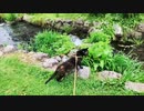 2021/07/12放送【101日目 北海道 千歳市 あずにゃんぽ（猫散歩）】北海道全市町村制覇するまで帰れまてん！　猫と車中泊の旅　日本縦断【旅猫あずき～保護猫から旅猫へ～】