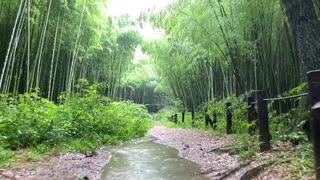 雨の日の風景を眺めていると癒されるので、精神疾患を患っている人には...