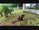 2021/07/13放送【102日目 北海道 千歳市 あずにゃんぽ（猫散歩）】北海道全市町村制覇するまで帰れまてん！　猫と車中泊の旅　日本縦断【旅猫あずき～保護猫から旅猫へ～】