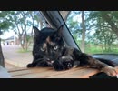 2021/07/13放送【102日目 北海道 千歳市 あずにゃんぽ～休憩の様子（猫散歩）】北海道全市町村制覇するまで帰れまてん！　猫と車中泊の旅　日本縦断【旅猫あずき～保護猫から旅猫へ～】