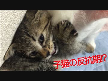 ウチューネコチャン、生後8週の子猫に負ける