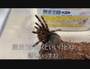 [けいおん！がおもろすぎる]タランチュラ飼育日記その２４３[なんて幸せな世界なんだ]