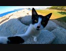 逃げていった子猫が母猫がモフられるのを見て戻ってきた