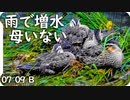 0709B【置き去りカルガモ親子】雨で増水、母不在。迷子が復活したBb組。　鶴見川水系恩田川でコンデジ野鳥撮影。雨天撮影、　#身近な生き物語　#カルガモ親子　#雨天撮影