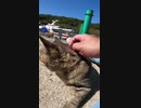 猫島で猫の首の皮をつかむと何が起きる・・・！？ #Shorts 【野良猫】