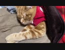 まどろむ猫□