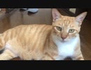 冷たい床で涼む猫