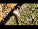 梅雨の晴れ間の生き物 その２