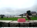 トレイルカメラで雀撮ってみた　20210715