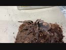 [もうカートゥーンの世界で]タランチュラ飼育日記その２４４[面白おかしく過ごしたい]