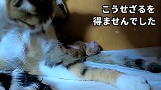 【二匹目の赤ちゃん誕生なるか】野良猫時代、出産後の子猫は一匹しか見なかったけど…