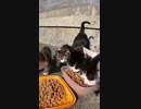 猫島の猫一家にカリカリを見せたら・・・！？#Shorts 【野良猫】