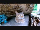船の下で休んでいた野良猫、近くに行ったらゆっくりモフられに出てきた