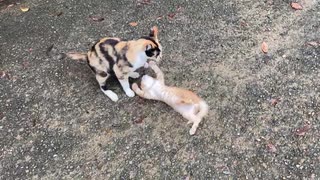 親猫と子猫の本気の喧嘩