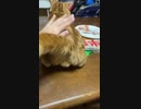 ご機嫌斜めで絶対に触らせたくない猫VSどうしてももふもふしたい飼い主