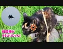 2021/07/14放送【103日目 北海道 千歳市 あずにゃんぽ＆戦闘機（猫散歩）】北海道全市町村制覇するまで帰れまてん！　猫と車中泊の旅　日本縦断【旅猫あずき～保護猫から旅猫へ～】