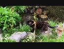 2021/07/15放送【104日目 北海道 千歳市 あずにゃんぽ＆戦闘機（猫散歩）】北海道全市町村制覇するまで帰れまてん！　猫と車中泊の旅　日本縦断【旅猫あずき～保護猫から旅猫へ～】