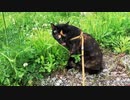 2021/07/15放送【104日目 北海道 苫小牧市 あずにゃんぽ（猫散歩）】北海道全市町村制覇するまで帰れまてん！　猫と車中泊の旅　日本縦断【旅猫あずき～保護猫から旅猫へ～】