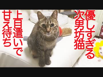 甘え際の攻防！優しすぎる次男坊猫vsベテラン子猫