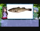 【ゆっくり解説】わかさぎ姫が教える魚　#28匹目　～鱸～
