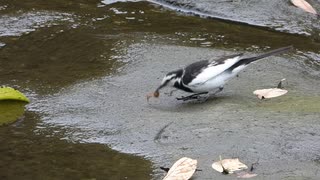 【鳥の捕食】ハクセキレイに食べられるアブ