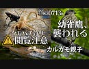 0713B閲覧注意【タカ科VSカラス科 ツミがオナガに襲われる】アシダカグモがクモバチ狩られる。カルガモ親子。カワセミ。バンの子供　#身近な生き物語　#カルガモ親子　#ツミ　#アシダカグモ