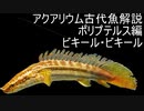 【ゆっくり解説】現生の古代魚解説　ポリプテルス編　下顎系part5　ビキール・ビキール【アクアリウム】