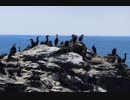 ウミウの巣営