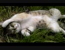 猫ちゃんの【可愛いお顔】が満載です！(ΦωΦ)ﾉ♫