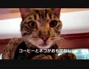 「楽園みたい」　ブラジル・リオデジャネイロの保護猫カフェ