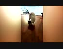 保護猫のペルセウスに、３Ｄプリンター製の義足　ギリシャ