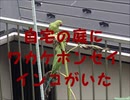 自宅の庭にワカケホンセイインコ(野生外来種のインコ)がいた