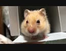 もう１匹のオッドアイのハムスター　【オッドアイのハムスター】