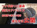 【ウナギ釣りに最適？】超巨大ドバミミズの採り方！生息地教えます