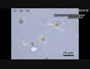 世界初 サンゴが“褐虫藻”取り込む瞬間の撮影に成功 沖縄