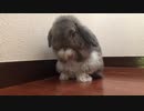 ラビ君毛づくろい中