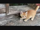 子猫を移動させてみた